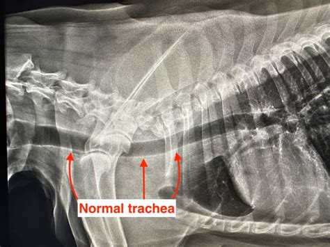 犬 気管虚脱 原因: 愛犬の健康を守るための知識と対策